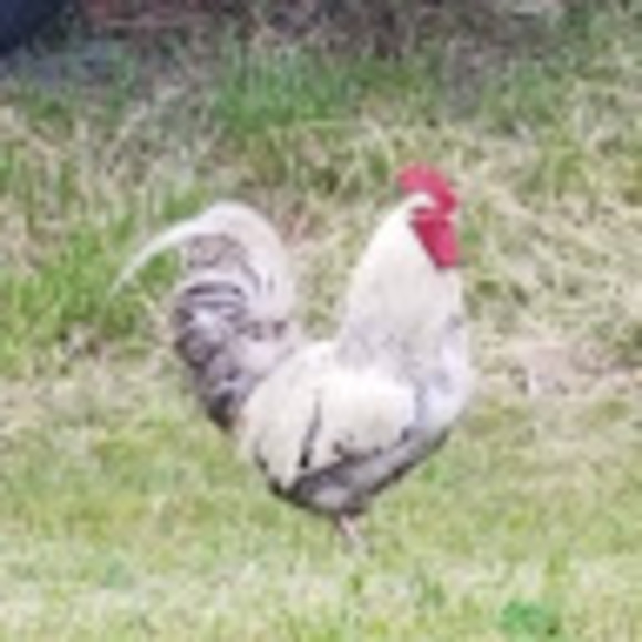 Meet your Posher, Andrea c. - Picture 1 of 1